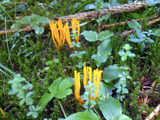 parôžkovec lepkavý Calocera viscosa (Pers.) Fr.