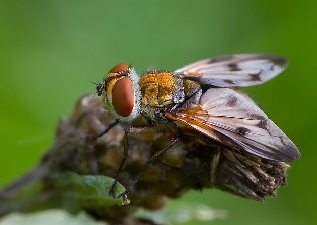 bystruša plochá Ectophasia crassipennis