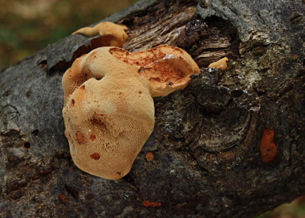 hlinovec červenkastý Hapalopilus rutilans (Pers.) Murrill