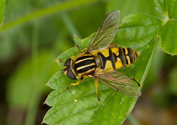 pestrica Helophilus trivittatus