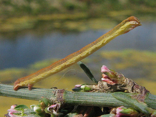 piadivka purpurová Lythria purpuraria