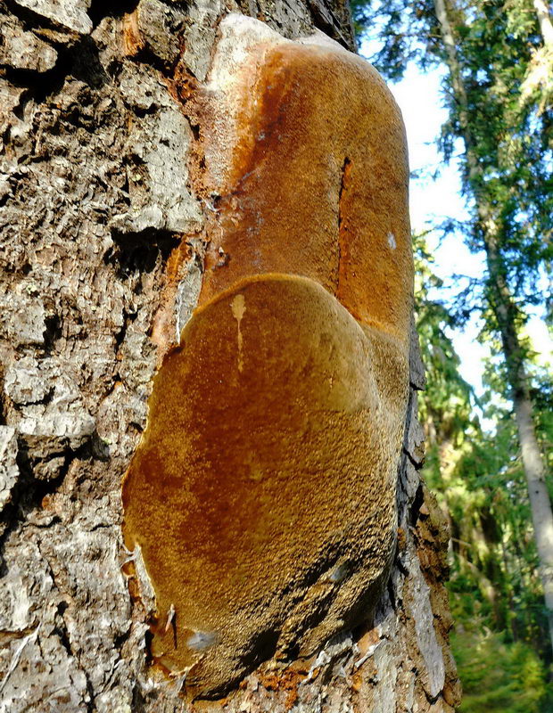 ohňovec Hartigov Phellinus hartigii (Allesch. & Schnabl) Pat.