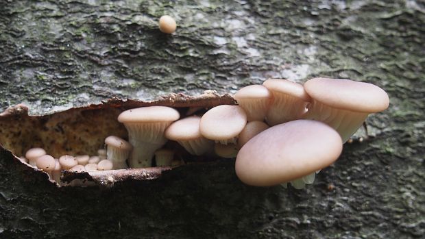 hliva buková Pleurotus pulmonarius (Fr.) Quél.