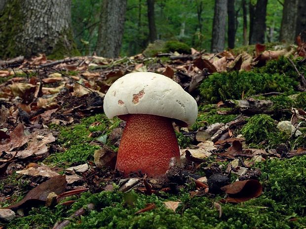 hríb purpurový Rubroboletus rhodoxanthus Kuan Zhao &amp; Zhu L. Yang