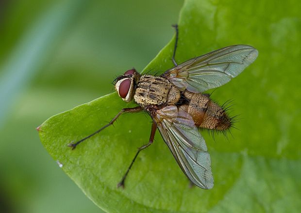 bystruša Solieria fenestrata