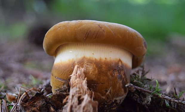 čechračka tmavohlúbiková Tapinella atrotomentosa (Batsch) Šutara