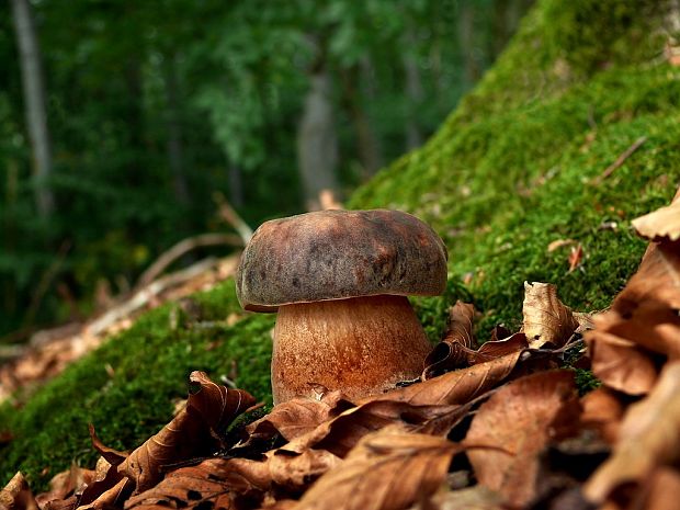 hríb bronzový Boletus aereus Bull. ex Fr.