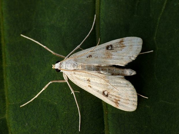 vijačka močiarna (sk) / vílenka řezanová (cz) Parapoynx stratiotata Linnaeus, 1758