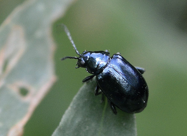 liskavka Altica sp.