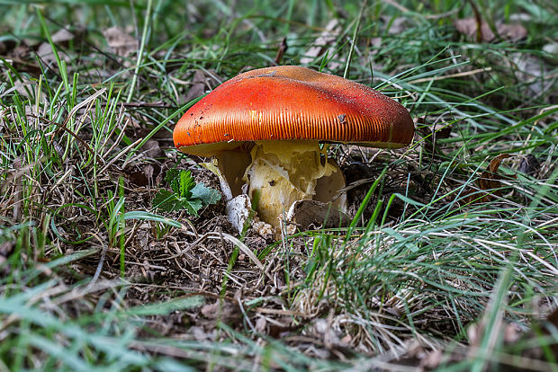 muchotrávka cisárska Amanita caesarea (Scop.) Pers.