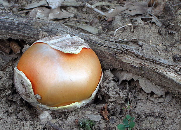 muchotrávka cisárska Amanita caesarea (Scop.) Pers.