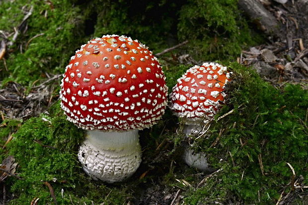 muchotrávka červená Amanita muscaria (L.) Lam.