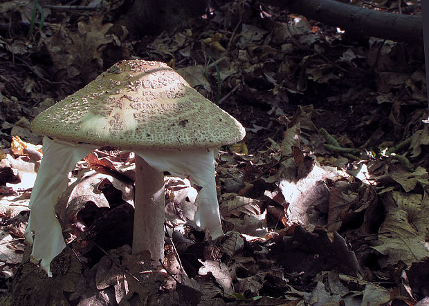 muchotrávka červenkastá Amanita rubescens Pers.