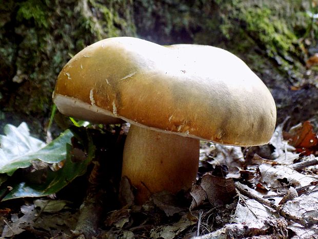 hríb bronzový Boletus aereus Bull. ex Fr.