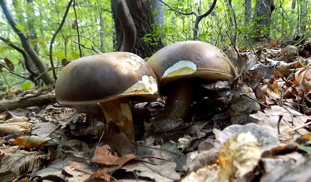 hríb bronzový Boletus aereus Bull. ex Fr.