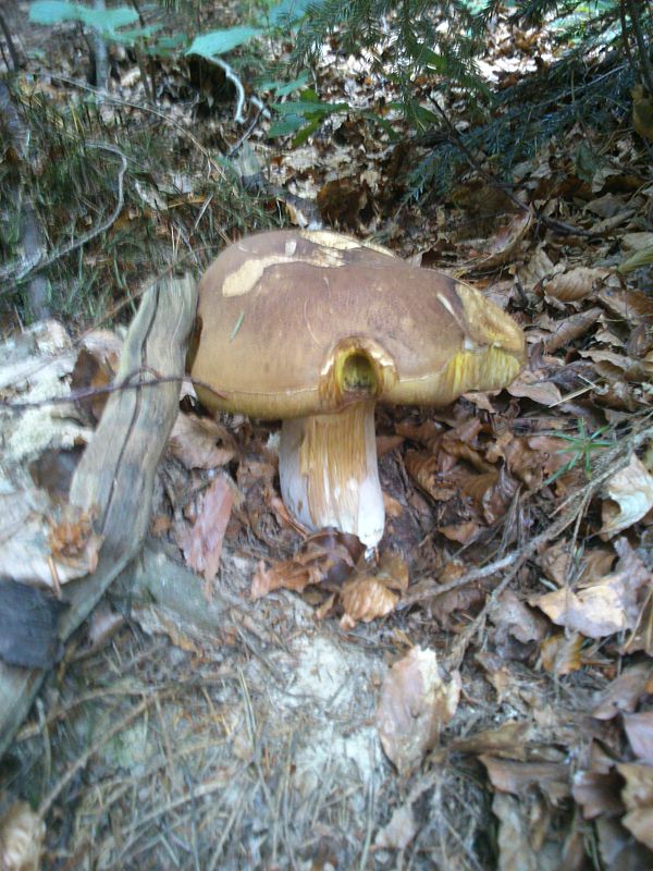 hríb smrekový Boletus edulis Bull.