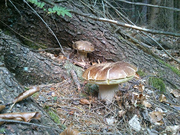 hríb smrekový Boletus edulis Bull.