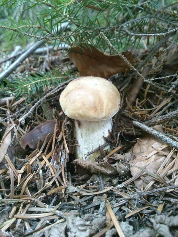 hríb smrekový Boletus edulis Bull.