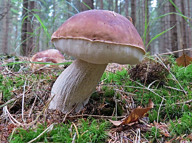 hríb smrekový Boletus edulis Bull.