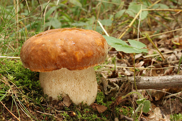 hríb dubový Boletus reticulatus Schaeff.