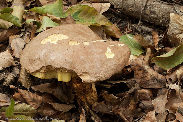 hríb kráľovský Butyriboletus regius (Krombh.) D. Arora & J.L. Frank