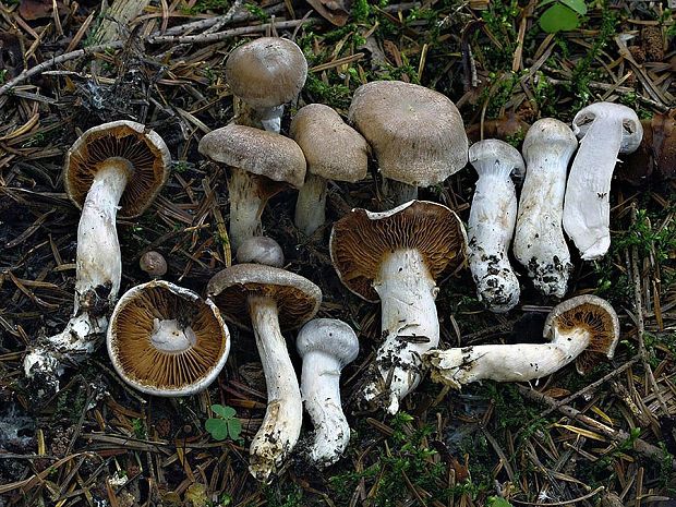 pavučinovec korkový Cortinarius suberi Soop