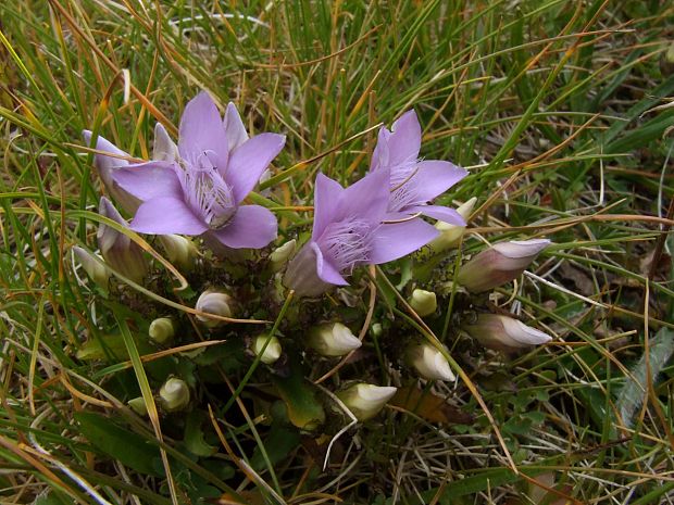 horček Gentianella crispata  (Vis.) Holub