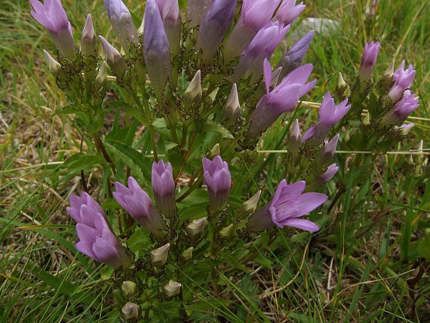 horček Gentianella crispata  (Vis.) Holub