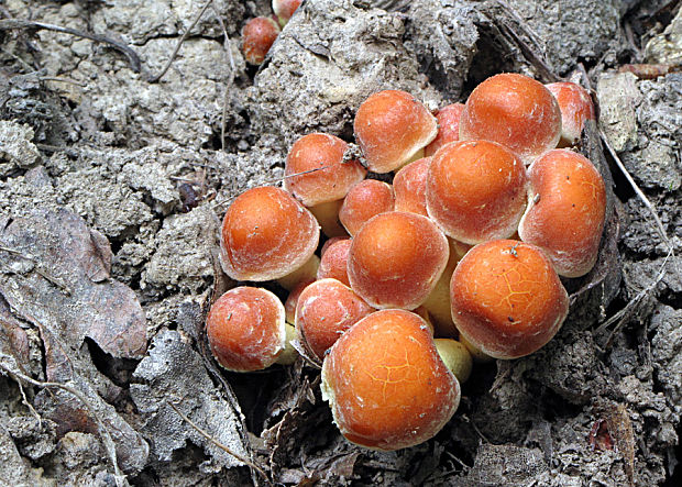 strapcovka tehlovočervená Hypholoma lateritium (Schaeff.) P. Kumm.