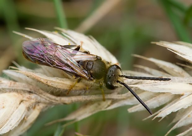 včielka obyčajná Lasioglossum calceatum