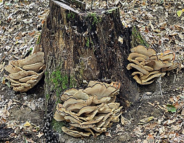 vejárovec obrovský Meripilus giganteus (Pers.) P. Karst.