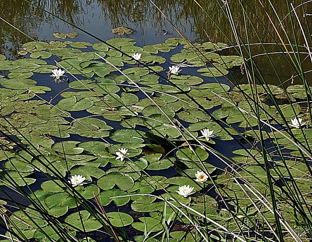 lekno biele Nymphaea alba L.