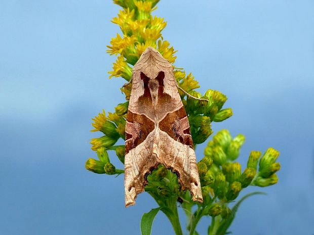 sivkavec mramorovaný (sk) / blýskavka mramorovaná (cz) Phlogophora meticulosa Linnaeus, 1758