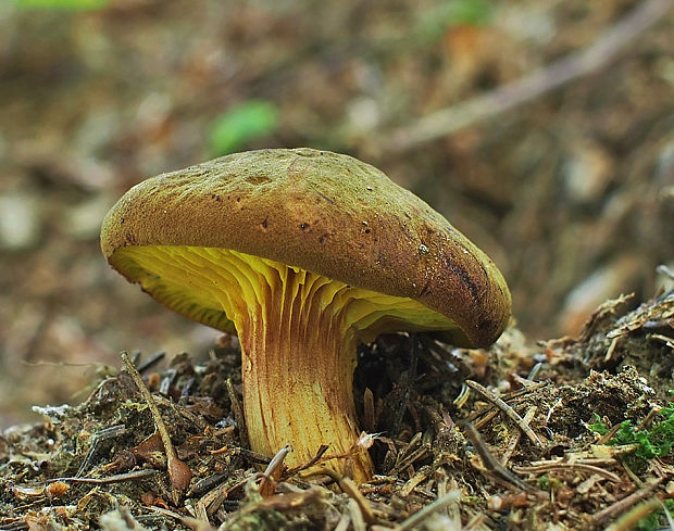 lupeňopórovec hnedožltý Phylloporus pelletieri (Lév.) Quél.