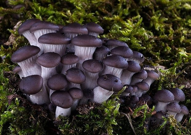 hliva ustricovitá Pleurotus ostreatus (Jacq.) P. Kumm.