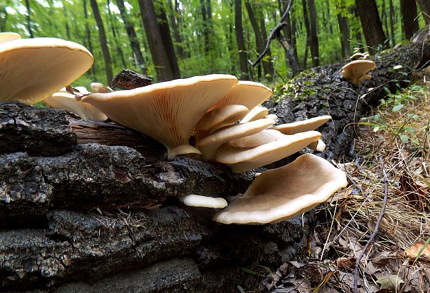 hliva ustricovitá Pleurotus ostreatus (Jacq.) P. Kumm.