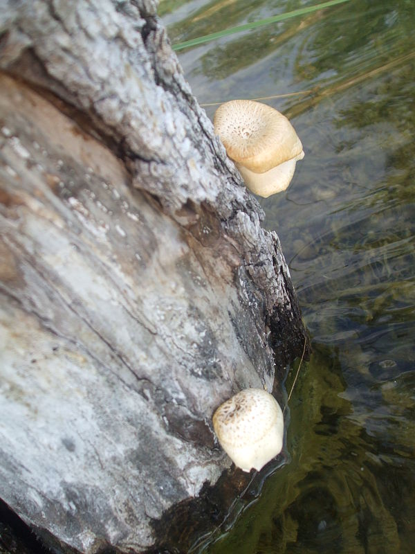 trúdnik Polyporus sp.