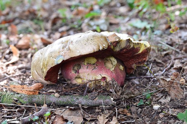 hríb satanský Rubroboletus satanas f. satanas (Lenz) Kuan Zhao & Zhu L. Yang