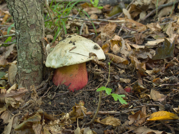 hríb Satanský Rubroboletus satanas f. satanas (Lenz) Kuan Zhao & Zhu L. Yang