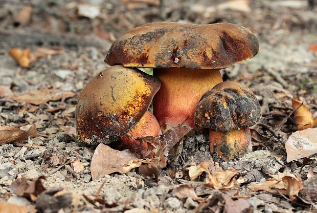 hríb zrnitohlúbikový Sutorius luridiformis (Rostk.) G. Wu & Zhu L. Yang