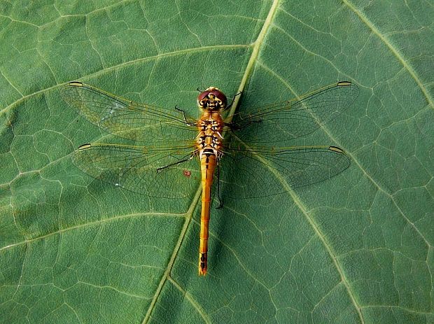 vážka (sk) / vážka jarní (cz) Sympetrum fonscolombii Selys, 1840