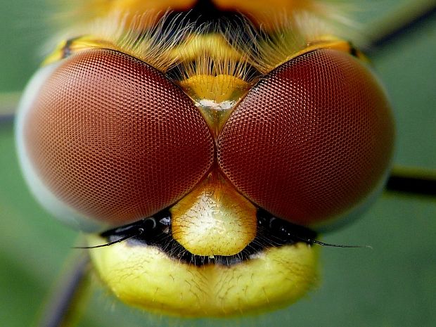 vážka (sk) / vážka jarní (cz) Sympetrum fonscolombii Selys, 1840