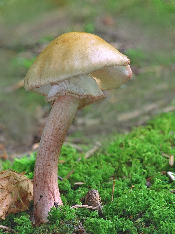 muchotrávka červenkastá Amanita rubescens Pers.