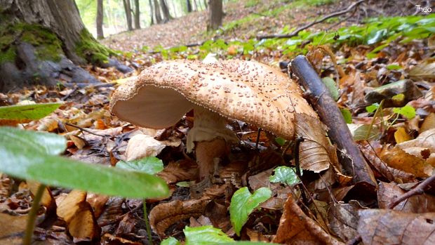 muchotrávka červenkastá Amanita rubescens Pers.