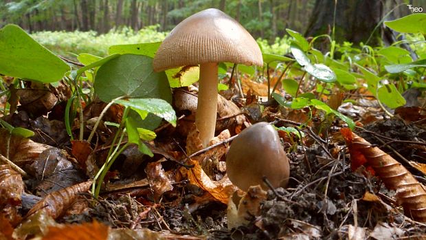 muchotrávka Amanita sp.