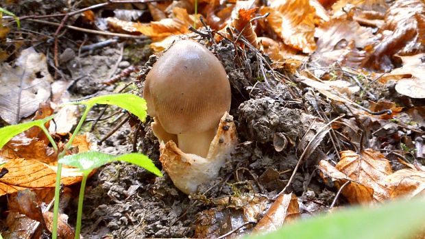 muchotrávka Amanita sp.