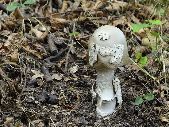 muchotrávka pošvatá Amanita vaginata (Bull.) Lam.