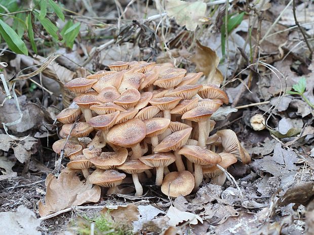 podpňovka bezprsteňová Armillaria socialis (DC.) Fayod