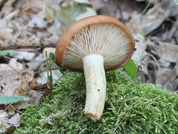 podpňovka bezprsteňová Armillaria socialis (DC.) Fayod