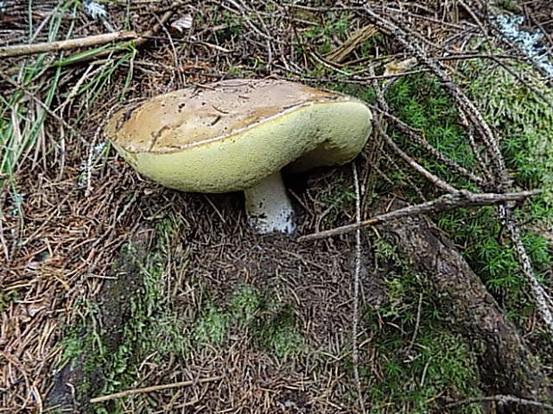 hríb smrekový Boletus edulis Bull.